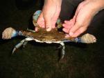 El Consorcio Río Mijares alerta de que el cangrejo azul se expande "sin control"