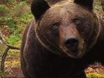 Hallan muerto un oso pardo en la localidad asturiana de Moal