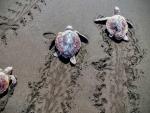 Devuelven al mar 30 tortugas tratadas en su Centro de Recuperación de Fauna Silvestre de Gran Canaria