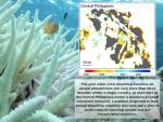 El blanqueamiento del coral será total si no se reducen las emisiones