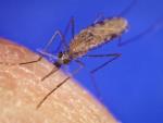 Dar a los niños más mayores fármacos preventivos contra la malaria reduce los casos