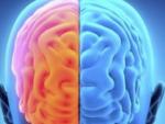 Un estudio asegura que la simpatía puede estar relacionada con la forma del cerebro
