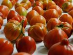 Un estudio extremeño trata de controlar la juncia, una mala hierba que daña al tomate, el pimiento y el tabaco