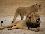 Un tribunal de Zimbabue absuelve al cazador que ayudó a matar al león Cecil