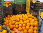 Detenidas ocho personas por el robo de naranjas en explotaciones agrícolas de la provincia