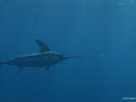 WWF alerta de que el pez espada del Mediterráneo se encuentra "al borde del colapso"