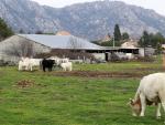 España y la UE lanzan el programa Bovinos para apoyar a ganaderos en Nicaragua