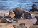 La captura masiva de leones y osos marinos en América del Sur alteró el ecosistema