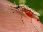 La OMS informa de que entre 2010 y 2015 la incidencia de la malaria se redujo en el mundo un 21% y la mortalidad un 29%