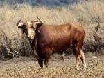 Fundación Toro de Lidia invita a Iglesias y Rivera a conocer las ganaderías de toro