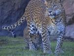 El cachorro de leopardo de Bioparc se llamará Ekon por elección de escolares valencianos
