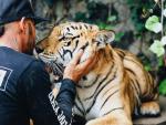 Lewis Hamilton se relaja jugando con un tigre en México