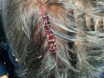 Tres policías fueron atendidos en el CIE de Murcia por brechas en la cabeza tras ser golpeados con barras de hierro