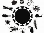 Descubren un mundo de virus en los invertebrados