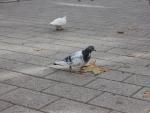 Barcelona empieza los trabajos para sustituir la captura de palomas por métodos anticonceptivos