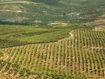 El olivar mundial está preparado para producir más de 4,5 TM de aceite de oliva, según GEA Iberia