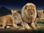 Loro Parque (Tenerife) contará con tres leones africanos, especie en peligro de extinción