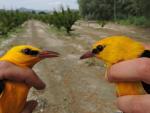 La biodiversidad del bosque del Segura permite anillar en un solo día 18 especies de aves