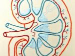 Un informe mundial destaca la carga y el abandono de la enfermedad renal en todo el mundo