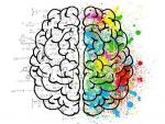Neurólogos identifican un circuito cerebral necesario para la formación de la memoria