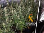 La Guardia Civil desmantela una plantación de 610 plantas de marihuana en Gargantilla de Lozoya