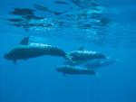 WWF presenta más de 52.000 firmas que piden crear un gran santuario marino de cetáceos en Canarias