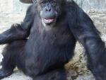 Trasladan a la chimpancé Cecilia a un santuario natural en Brasil