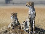 El guepardo corre deprisa hacia la extinción, según un estudio