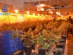 Desmantelado un cultivo de cerca de 400 plantas de marihuana en una vivienda de Alzira (Valencia)
