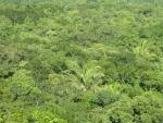 Se contabilizan 60.065 especies de árboles en todo el mundo
