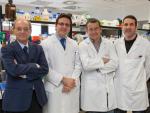 Investigadores del CIMA de la Universidad de Navarra describen una proteína esencial para la regeneración hepática