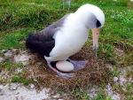 Wisdom, la albatros de Laysán más longeva del mundo, pone un huevo a sus 66 años en Hawai (EEUU)