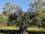 La DO Sierra de Segura participa en una iniciativa que busca el apadrinamiento solidario de 200.000 olivos