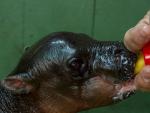 Nace en Cantabria un hipopótamo pigmeo, especie en peligro de extinción
