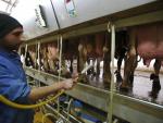 Las vacas de Cisjordania, una fuente inestimable para producir electricidad