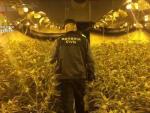 Detenido un grupo de ciudadanos chinos especializados en el cultivo de marihuana