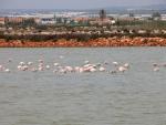 El Mar Menor, las Lagunas de Campotéjar y Las Moreras, nuevas zonas de vigilancia respecto a la influenza aviar