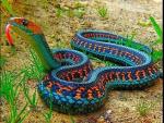 La serpiente arcoíris es uno de los ejemplares más bellos y extraños de la naturaleza.