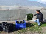COAG alerta del robo de 4.000 kilos de berenjena en una explotación de La Mojonera y pide más seguridad