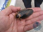 Hallado un tupper con 54 cucarachas gigantes de Madagascar en un descampado de Carabanchel (Madrid)