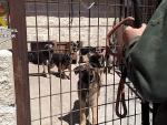 Guardia Civil interviene una instalación con 59 perros en pésimas condiciones en San Sebastián de los Reyes (Madrid)