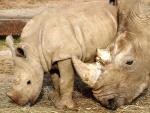 La muerte de un rinoceronte blanco en EE.UU. deja sólo cinco ejemplares en todo el mundo