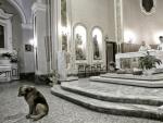 El pastor alemán Ciccio espera a su dueña fallecida en la iglesia