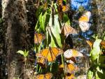 Mariposas monarca en un santuario de Michoacán (México). EFE/WWF
