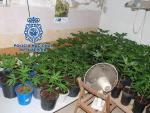 Detenida una pareja acusada de cultivar 213 plantas de marihuana en Vila-real