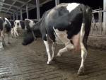 Igualdad Animal denuncia con un vídeo las palizas a vacas y terneros en una granja inglesa