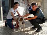 Investigan al dueño de un perro encontrado semienterrado en piedras en Baiona (Pontevedra), que sufrió graves golpes