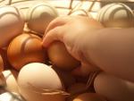 FACUA reclama al Gobierno mayor transparencia para tratar todo lo relacionado con los huevos contaminados por fipronil