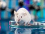 Investigadores demuestran en ratones que pueden revertir la pérdida de memoria