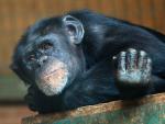 Los chimpancés son "indiferentes" cuando se trata de altruismo